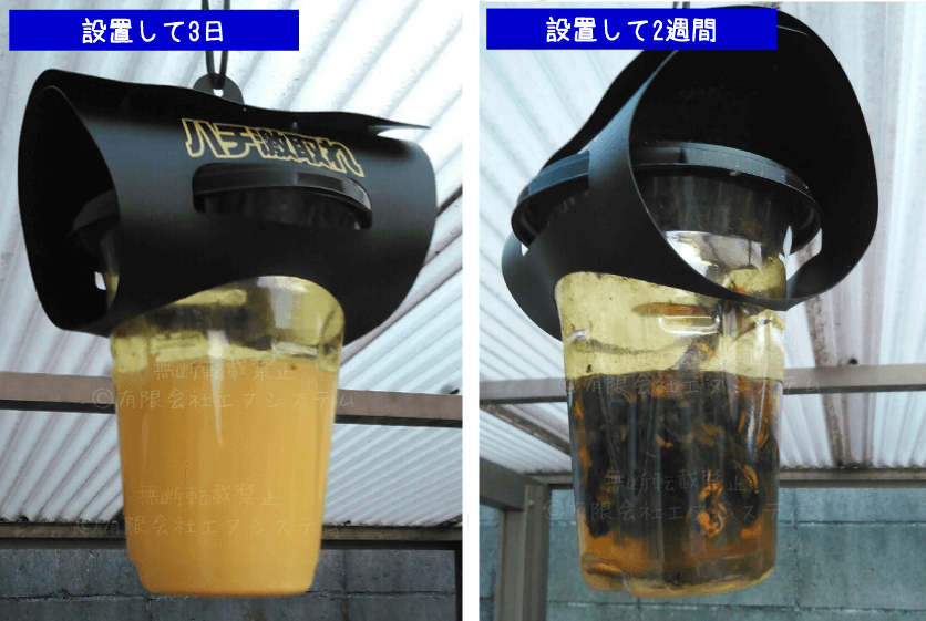 ハチ激取れ